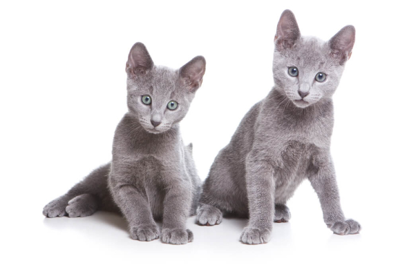 Требования к котенку